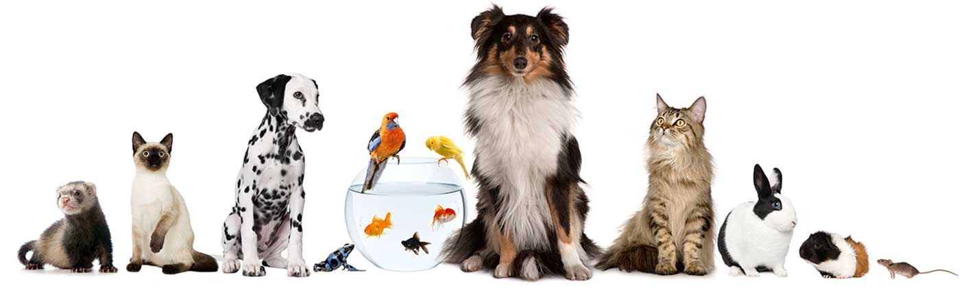 Tierhaltung & Tierbedarf kaufen